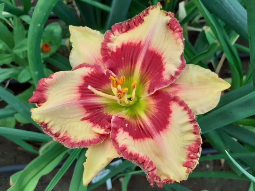  - Hemerocallis 2022