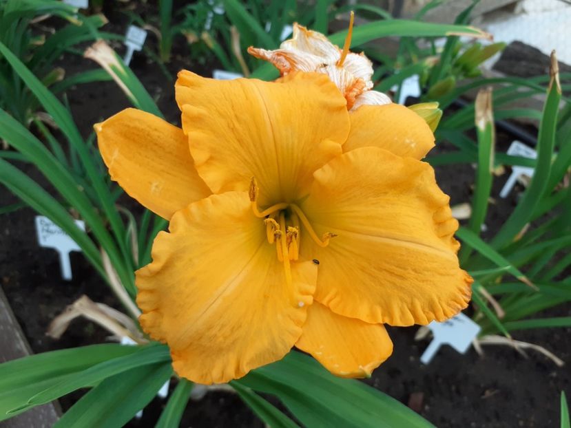 Age of gold - Hemerocallis 2022