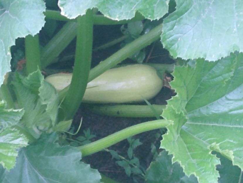 Roșii iunie 2022 - Gradina