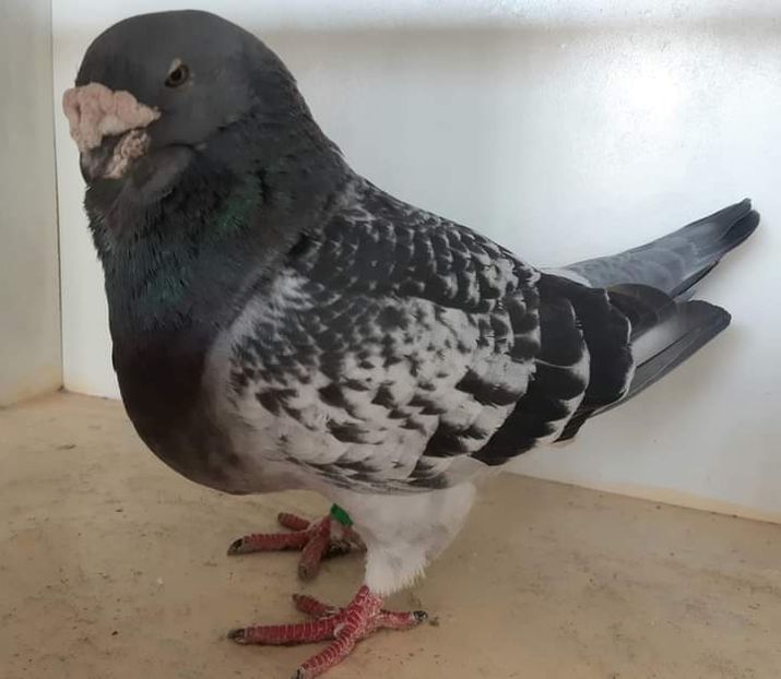 M-Dan TBA - 0-Porumbei de la altii care imi plac