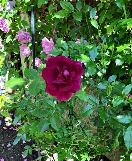 Burgundy Iceberg - Burgundy Iceberg