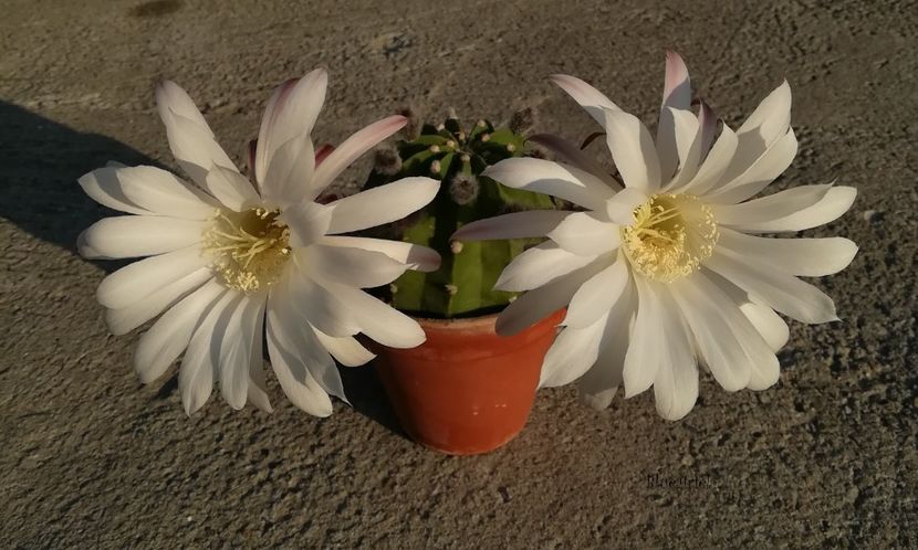 Florile a doua zi, dimineata - Echinopsis subdenudata