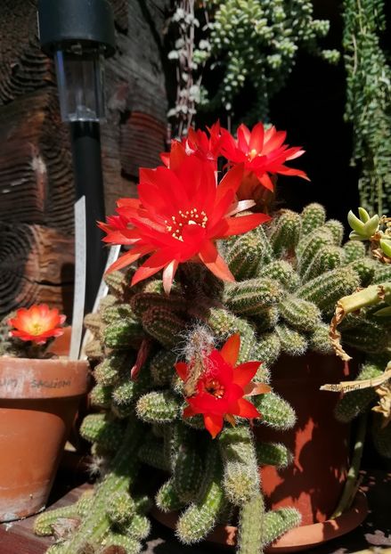  - Chamaecereus silvestrii