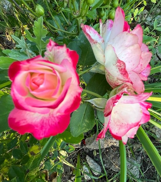 1D9A54C5-DF6A-43B9-B655-5E50D6E834EB - Trandafiri 2022 2