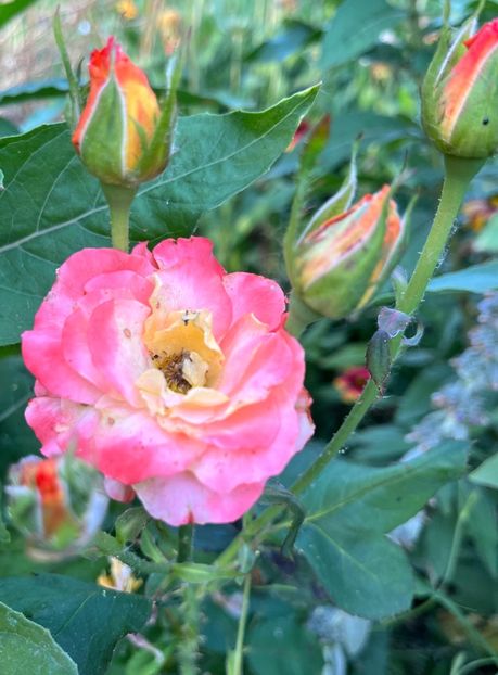 CD028232-22FE-4AE7-BA93-A59B10D479F3 - Trandafiri 2022 2