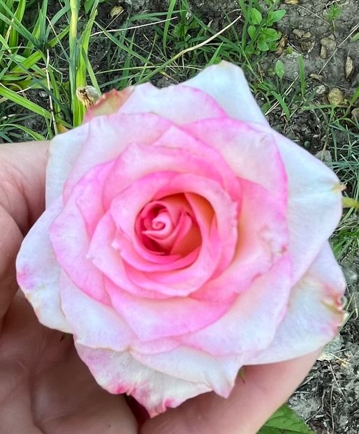 10154324-1E32-4BC4-93E3-7E136B736C7C - Trandafiri 2022 2