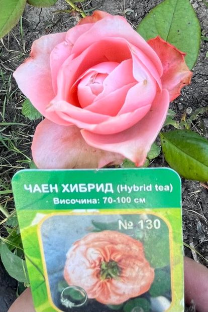 E446F147-8D5E-43CC-B6A9-01D524BDDA09 - Trandafiri 2022 2