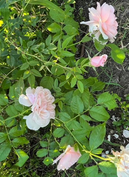 Rosé de tolbiac - Trandafiri 2022 2