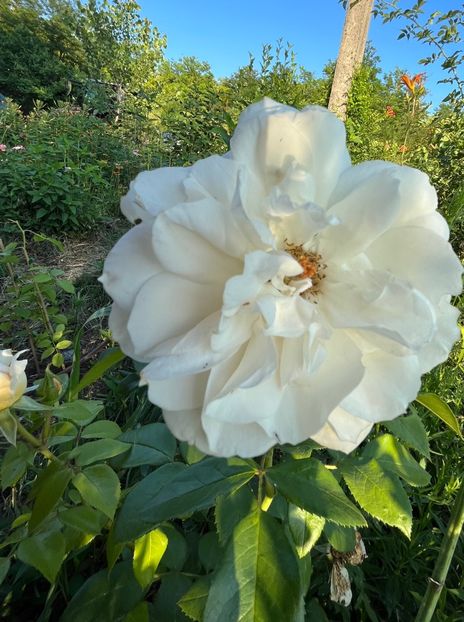 5B05B09B-0900-4D6D-8E4B-0382754051BF - Trandafiri 2022 2