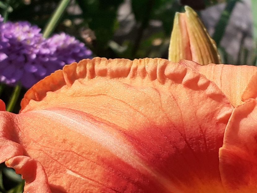 Topical fruit Loop - Hemerocallis 2022