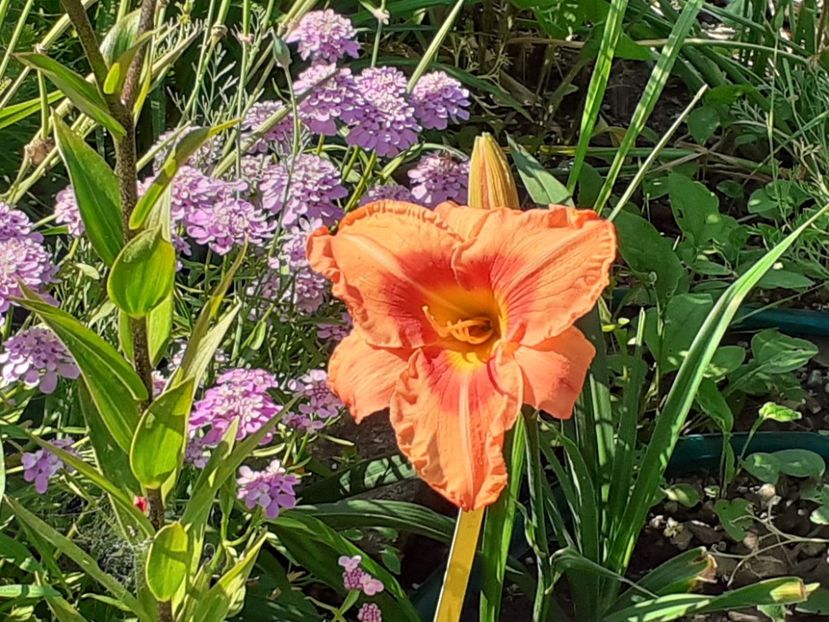  - Hemerocallis 2022