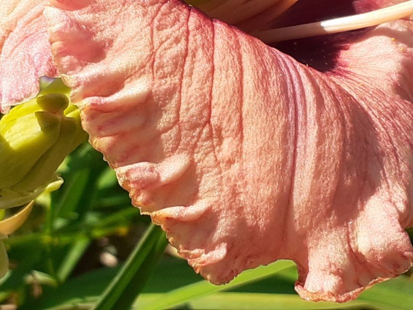 Strawberry - Hemerocallis 2022