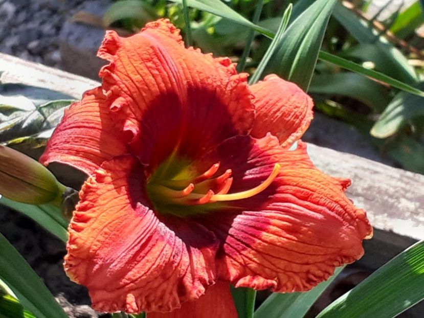  - Hemerocallis 2022
