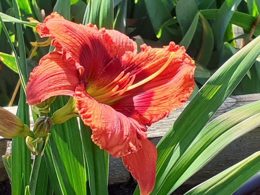  - Hemerocallis 2022