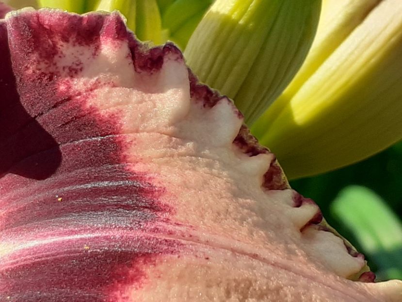  - Hemerocallis 2022