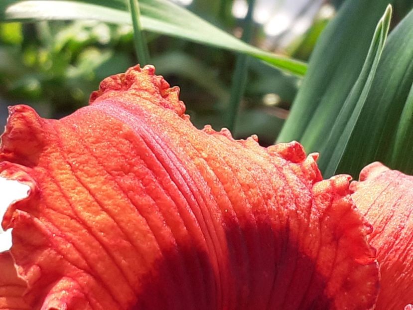 - Hemerocallis 2022