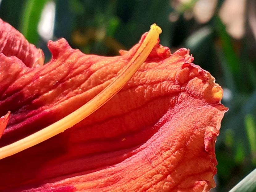  - Hemerocallis 2022