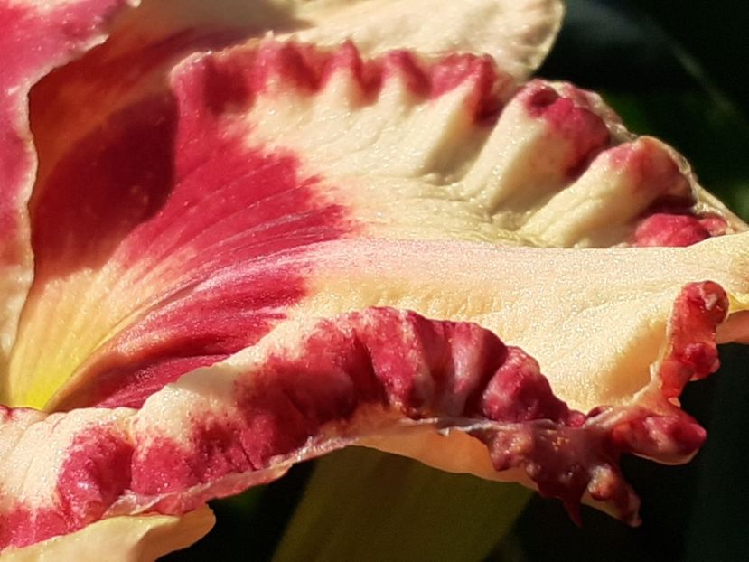  - Hemerocallis 2022