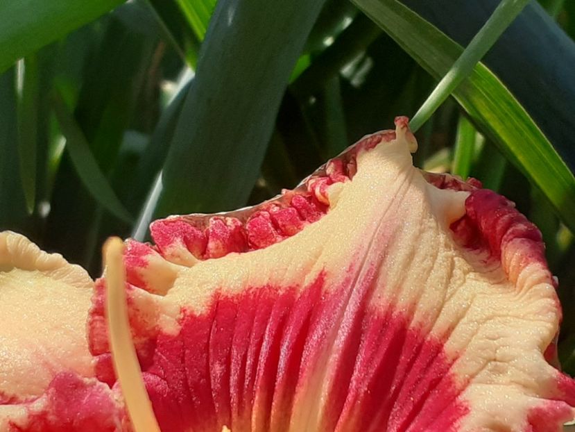  - Hemerocallis 2022