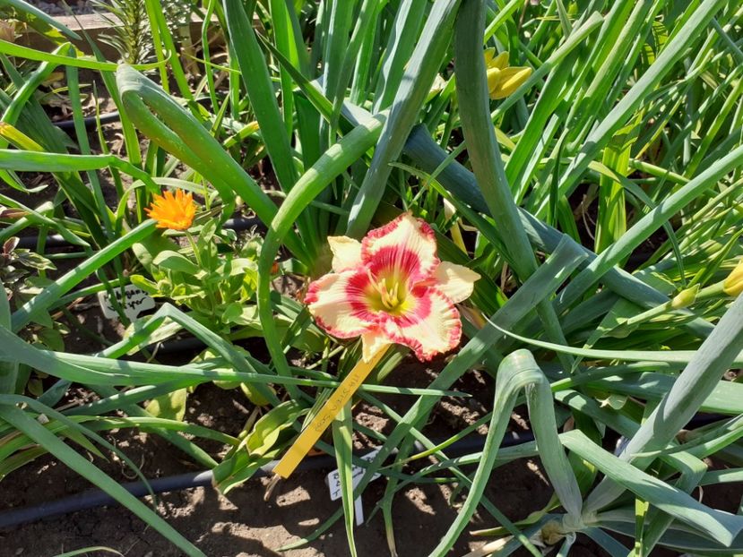  - Hemerocallis 2022