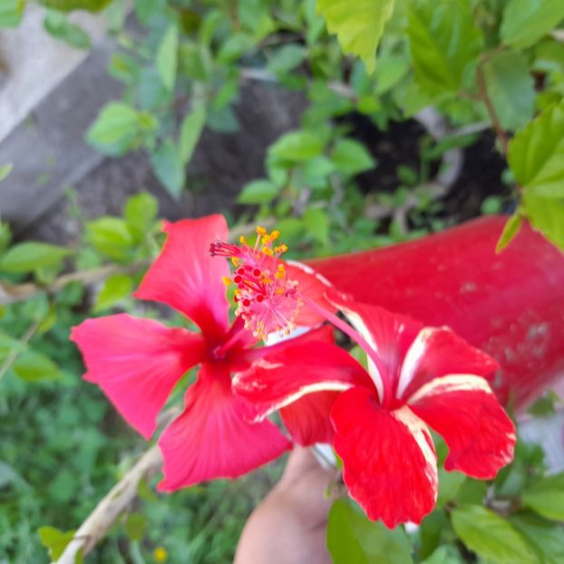 20.06.2022 - HIBISCUSI 2022-1