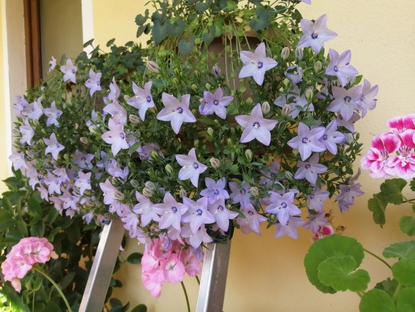  - Campanula