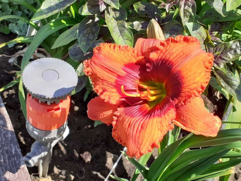  - Hemerocallis 2022