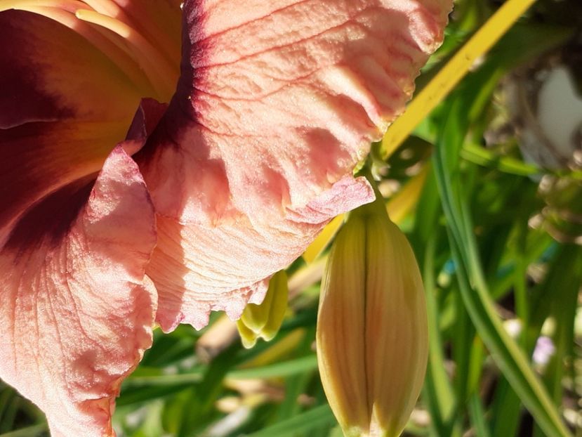  - Hemerocallis 2022