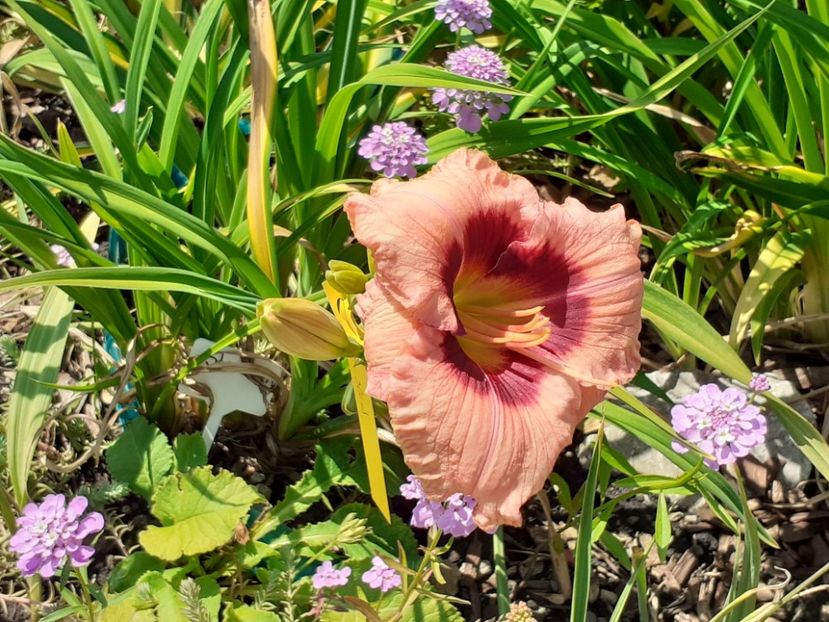  - Hemerocallis 2022