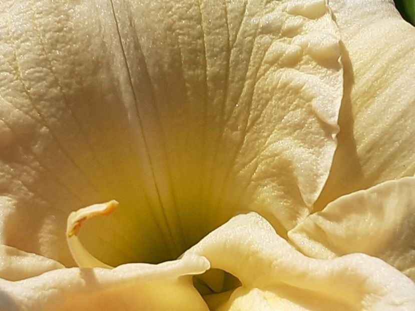  - Hemerocallis 2022