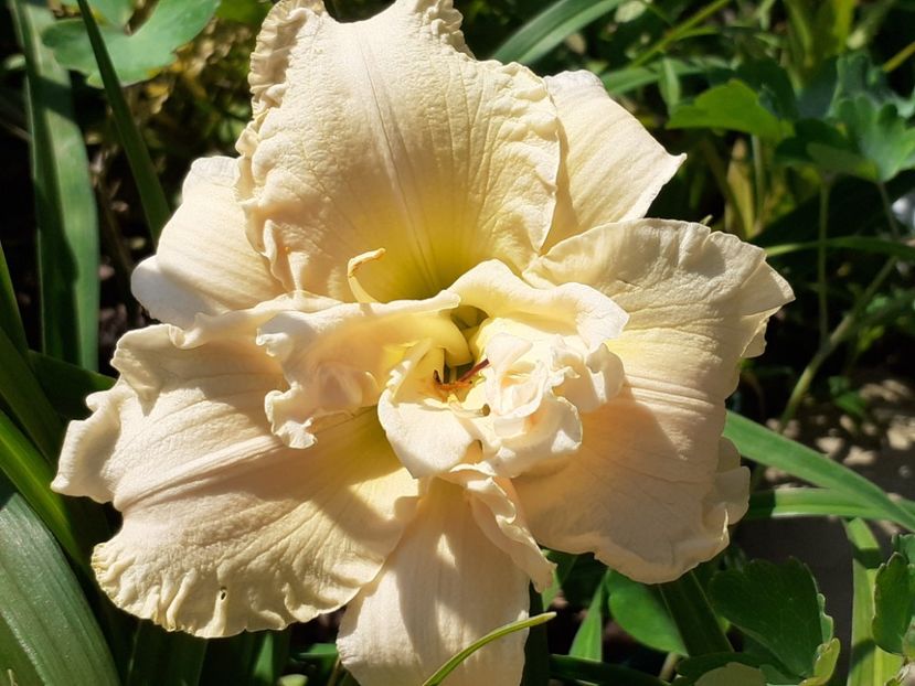  - Hemerocallis 2022