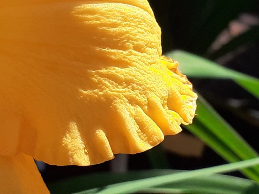  - Hemerocallis 2022