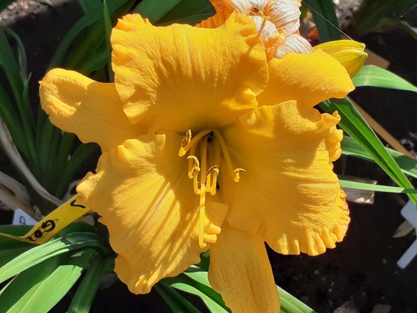 Age of gold - Hemerocallis 2022