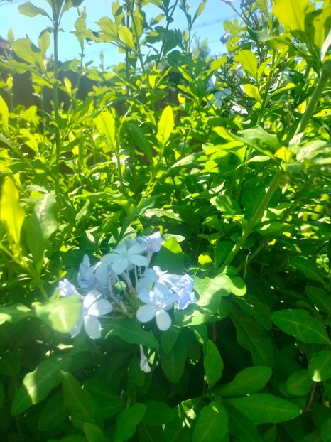 IMG20220620110117 - Iunie 2022 1