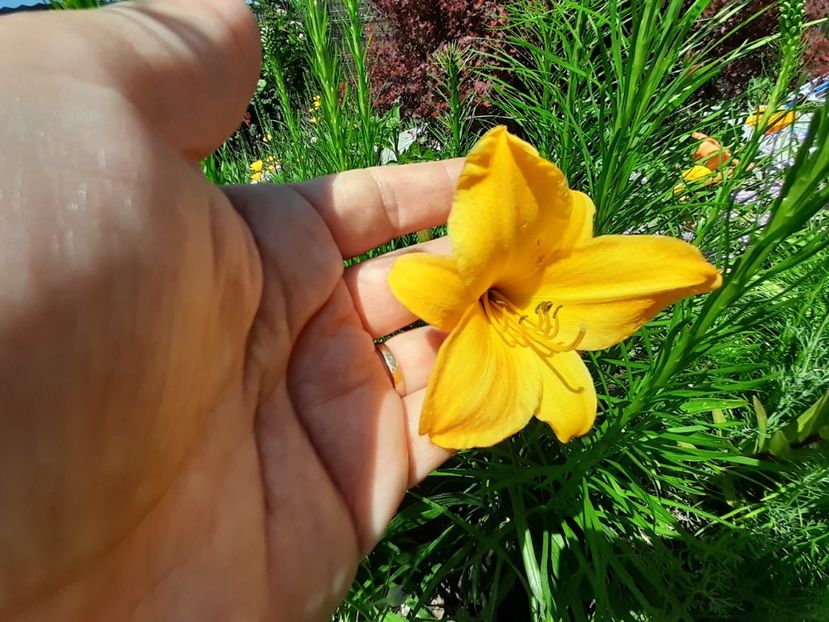 Golden chimes - Hemerocallis 2022