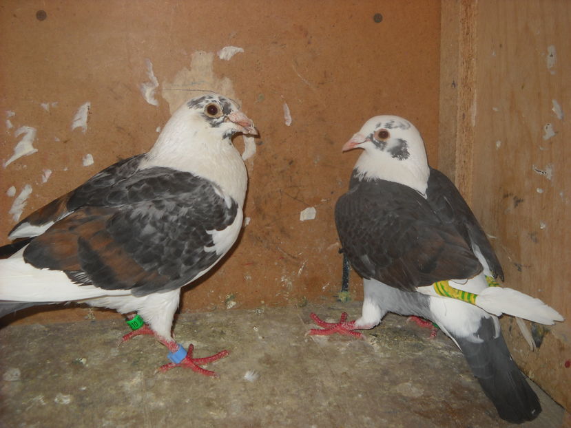  - UNDEVA IN SUCEAVA arhiva