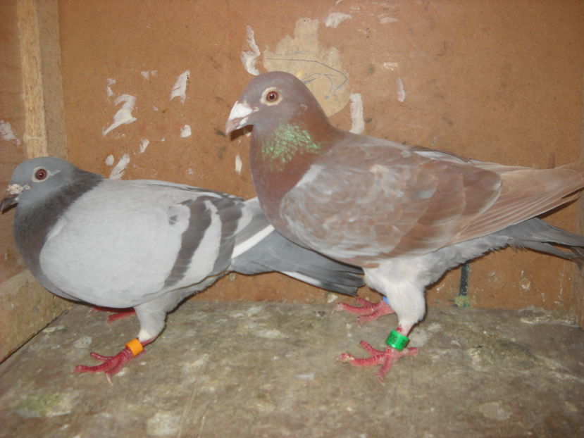  - UNDEVA IN SUCEAVA arhiva