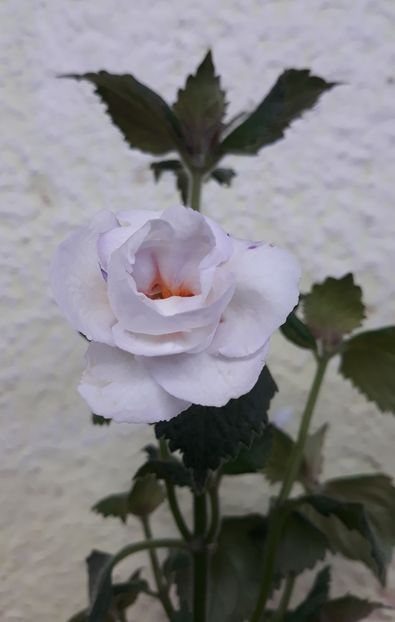  - 0001 2022 - BriD s APHRODITE