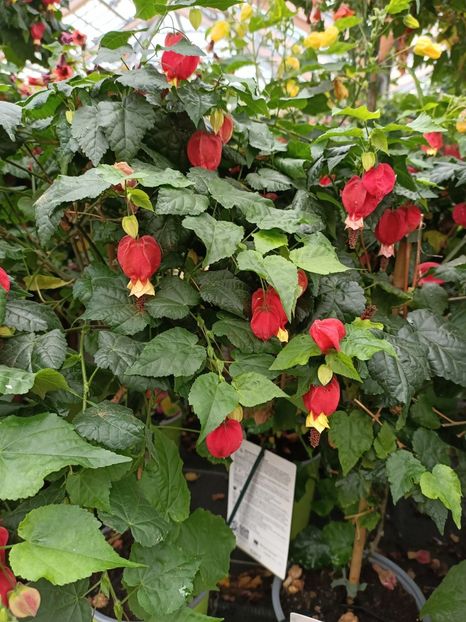 Img.2022.06.20 - Magazinul