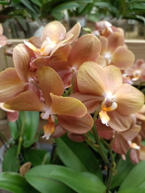 Img.2022.06.20 - Magazinul