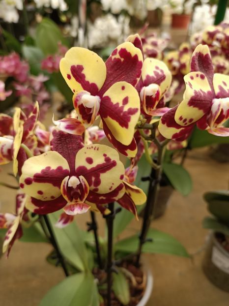 Img.2022.06.20 - Magazinul