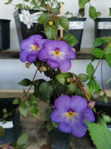  - RF s Sacha Kronick