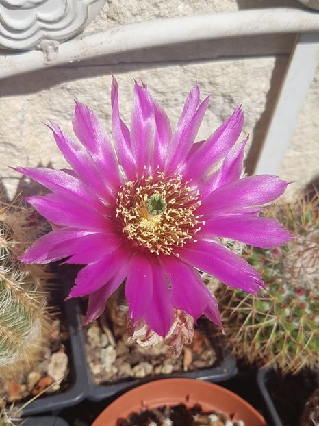  - Echinocereus