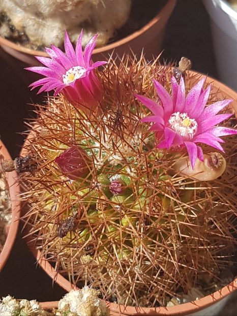  - Mammillaria