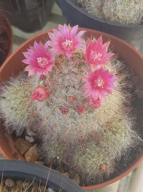  - Mammillaria