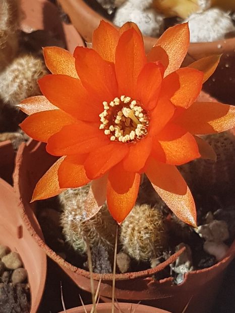  - Chamaecereus silvestrii