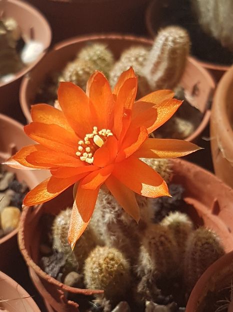  - Chamaecereus silvestrii