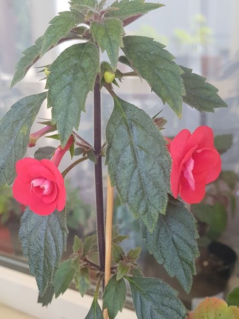 2022 - Stan s Delight p