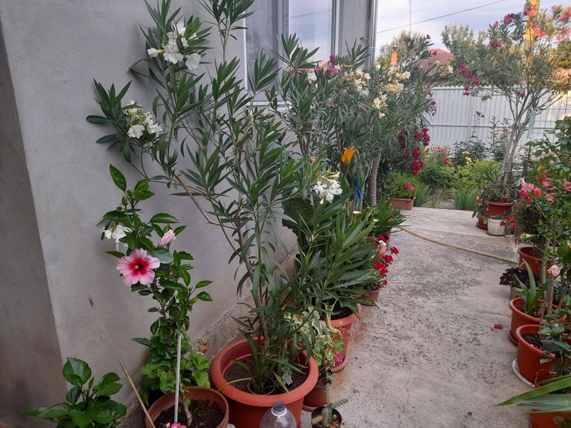  - 01 De prin curte si gradina
