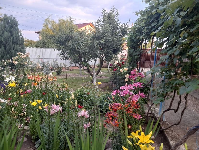  - 01 De prin curte si gradina